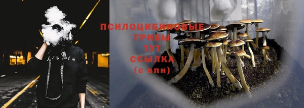 гашик Дмитров
